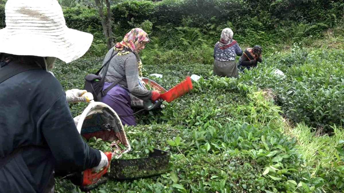 Rize’de Mahalleli, Kanser Hastası Komşularının Çayını Topladı